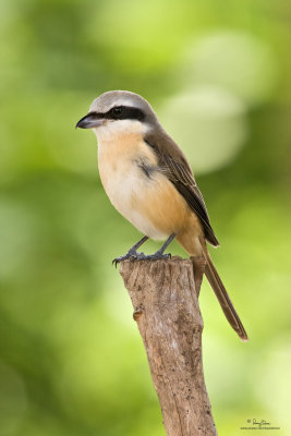 Brown Shrike 

Scientific name - Lanius cristatus 

Habitat - Common in all habitats at all elevations. 

[40D + Sigmonster + Sigma 1.4x TC, MF via Live View, manual exposure, 475B tripod/3421 gimbal head resized full frame]
