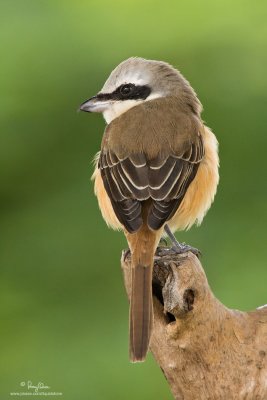 Brown Shrike 

Scientific name - Lanius cristatus 

Habitat - Common in all habitats at all elevations. 

[Cropped and resized - 40D + Sigmonster + Sigma 1.4x TC, MF via Live View, manual exposure, 475B tripod/3421 gimbal head] 
