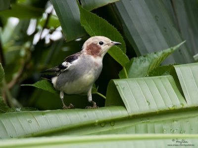 Chestnut-cheeked Starling at UP-Diliman!