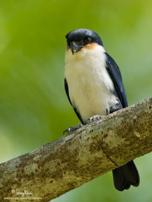 Philippine Falconet 
(a Philippine endemic, immature) 

Scientific name - Microhierax erythrogenys erythrogenys 

Habitat - Open forest and edge. 

[20D + 500 f/4 L IS + Canon 1.4x TC, bean bag] 
