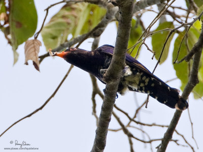 Violet Cuckoo (Male) 

Scientific name - Chrysococcyx xanthorhynchus (endemic amethystinus race)

Habitat - Uncommon in forest and edge canopy.

[40D + 500 f4 L IS + Canon 1.4x TC, Manfrotto 475B tripod/3421 gimbal head] 
