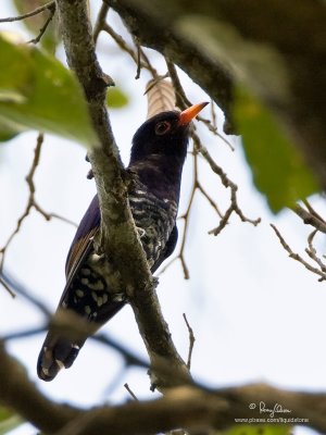 Violet Cuckoo (Male) 

Scientific name - Chrysococcyx xanthorhynchus (endemic amethystinus race) 

Habitat - Uncommon in forest and edge canopy. 

[40D + 500 f4 L IS + Canon 1.4x TC, Manfrotto 475B tripod/3421 gimbal head] 
 


