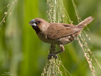 Scaly-Breasted Munia 

Scientific name: Lonchura punctulata 

Habitat: Ricefields, grasslands, gardens and scrub. 

[40D + 100-400 L IS, hand held]