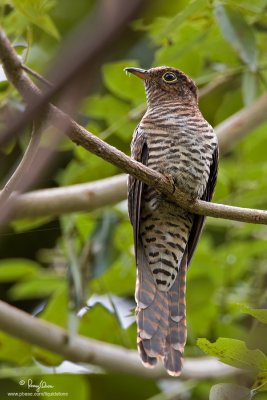 Brush Cuckoo (immature) 

Scientific name - Cacomantis variolosus sepulcralis 

Habitat - Coastal mangrove to montane mossy forest. 

[40D + 500 f4 L IS + Canon 1.4x TC, Manfrotto 475B tripod/3421 gimbal head]