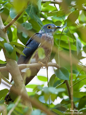 Philippine Hawk-Cuckoo 
(a Philippine endemic, adult) 

Scientific name - Cuculus pectoralis 

Habitat - Uncommon in all forest levels. 

[40D + 500 f4 L IS + Canon 1.4x TC, manual focus via Live View, Manfrotto 475B tripod/3421 gimbal head] 
