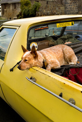 Red Dog Yellow Ute 1