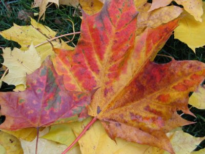 IMG_4187_3_1.JPG