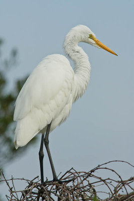 Shore and Wetlands Birds