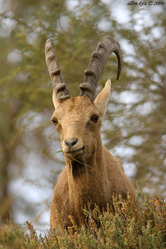 Ibex