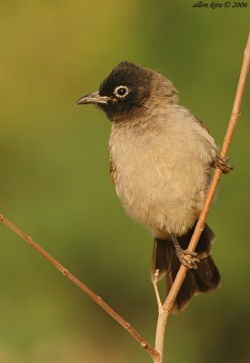 Yellow-vented Bulbul - Pycnonotus xanthopygos