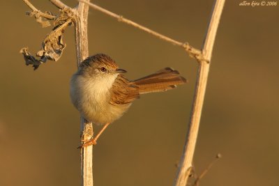 IMG_9333.jpg