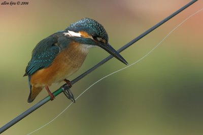 What a kingfisher.....!!!