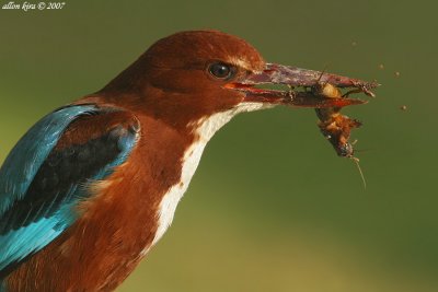 White-throated Kingfisher - Halcyon smyrnensis