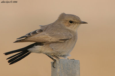 blackstart - cercomela melanura