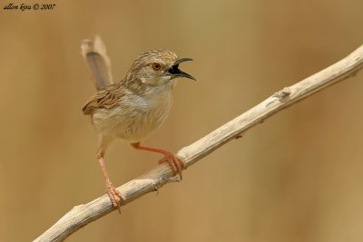 IMG_4032.jpg