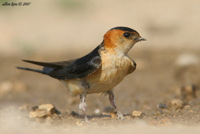 Red-rumped Swallow Hirundo daurica