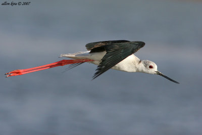 Blackwinged Stilt