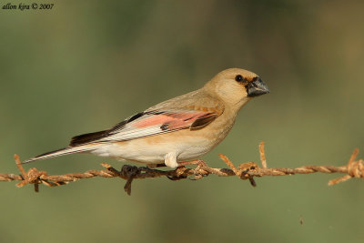 Desert Finch