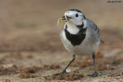 White Wagtail - Motacilla alba