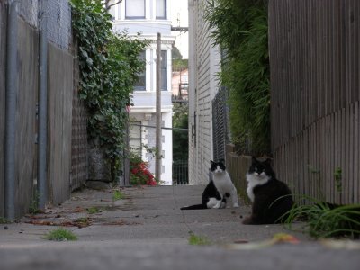 Nob Hill Kitties