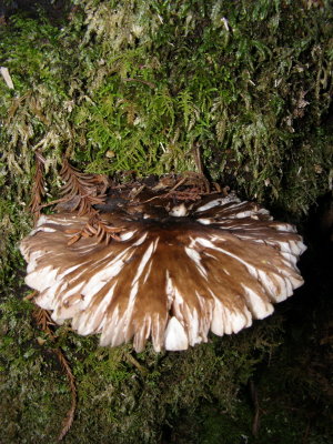 Cataract Falls Mushroom