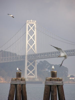 Bay Bridge Birds