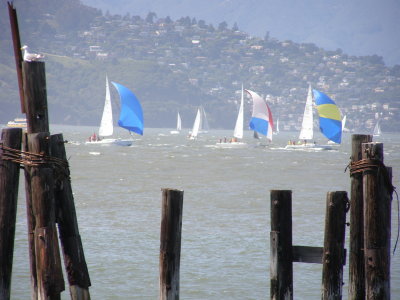 Sailboat Race on the Bay