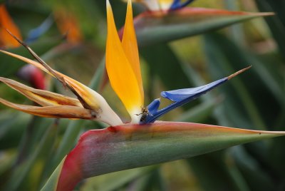 Bird of Paradise