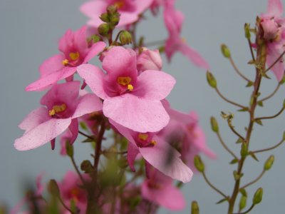 Folsom Street Flowers