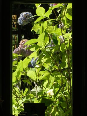 Morning Glory, Ashland Oregon