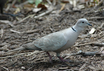  Doves