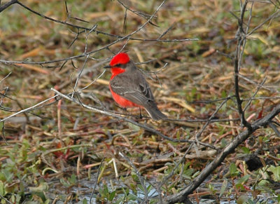 flycatchers