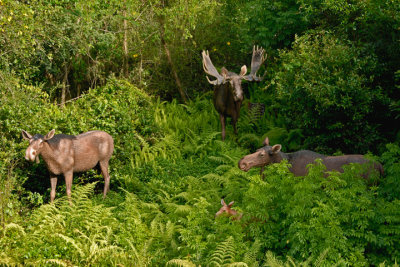 The Dreaded Plastic Moose on Sawyer's Island