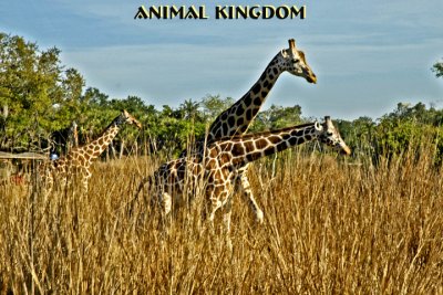 Animal Kingdom Safari