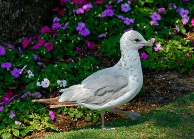 Young Gull Visits Epcot