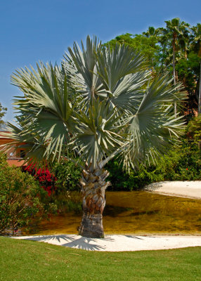 Epcot Palm