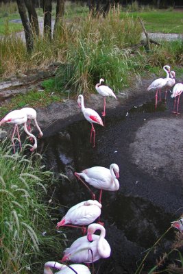 Flamingo Convention at Animal Kingdom Lodge (g)