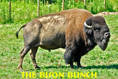 The Bison Bunch at Big Bone Lick State Park