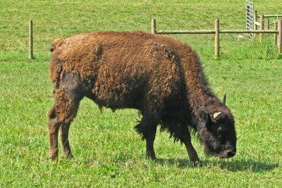 A Young Bison Dines (g)