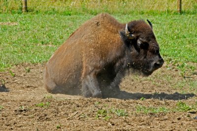 Just Rollin in the Dirt,...