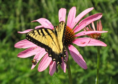 Butterfly, Coneflower (Echinacea) and Bug