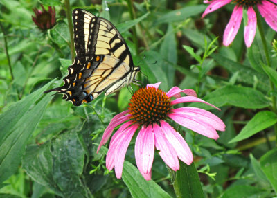 Butterfly & Cornflower (Echinacea)