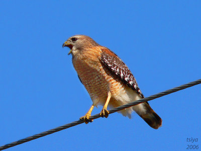 Red-shouldered Hawk  Buteo lineatus