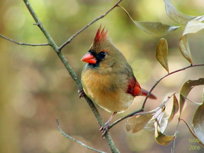 Cardinal Cardinalis cardinalis