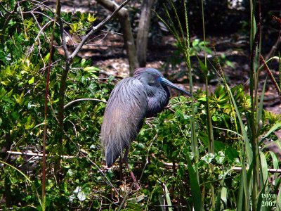 Tricolored Heron, Egretta tricolor   Breeding plumage