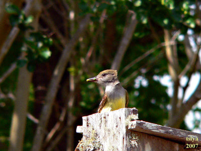 Great Crested Flycatcher Myiarchus crinitus