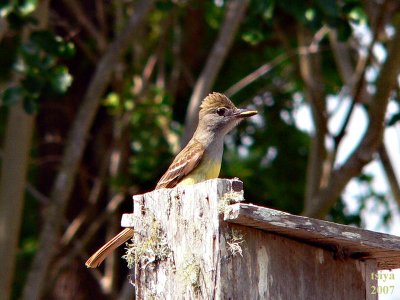 Great Crested Flycatcher Myiarchus crinitus