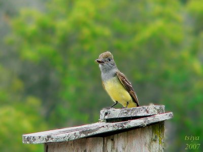 Great Crested Flycatcher Myiarchus crinitus