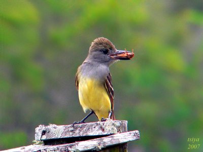 Great Crested Flycatcher Myiarchus crinitus