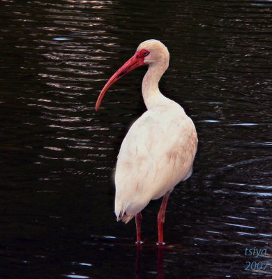 White Ibis Eudocimus albus